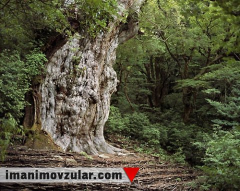 “Jomon Sugi” ağacı