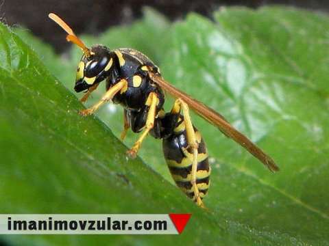 Mumiyalama üsulunu bilən eşşək arıları 