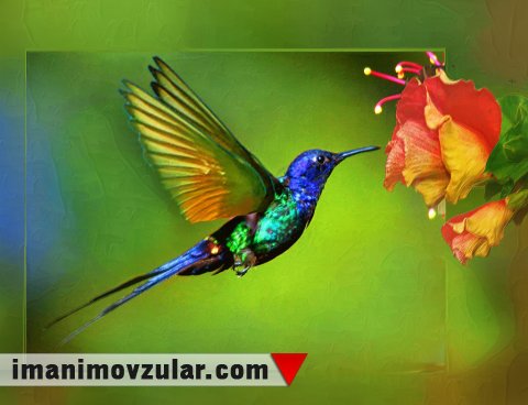 Sürətli qanad çalması ilə məşhur olan kolibri