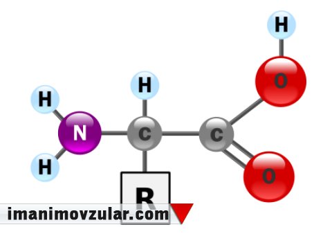 Amin turşularının möcüzəvi istehsalı 