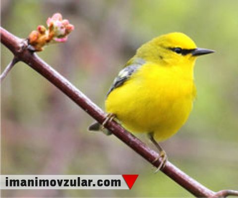 «Current Biology» jurnalının quşların əcdadı yalanına cavabı