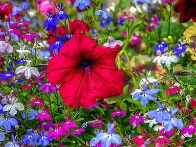 MÖVLA ( Dost, möminlərin dostu olan, onlara xeyir yolları açan və onları işlərində müvəffəq edən)