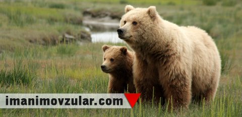 Qış yuxusundakı ayılar tibb sahəsində yeni kəşflərə ilham qaynağıdır