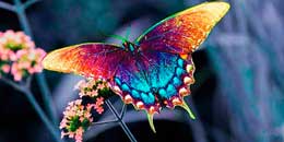 Şeytan insanın ən təhlükəli düşmənidir.  Ancaq şeytanı təsirsiz hala gətirmək mömin üçün çox asandır