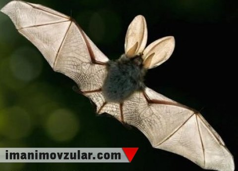 Yolları təhlükəsiz hala gətirən yarasanın üstün yaradılışı